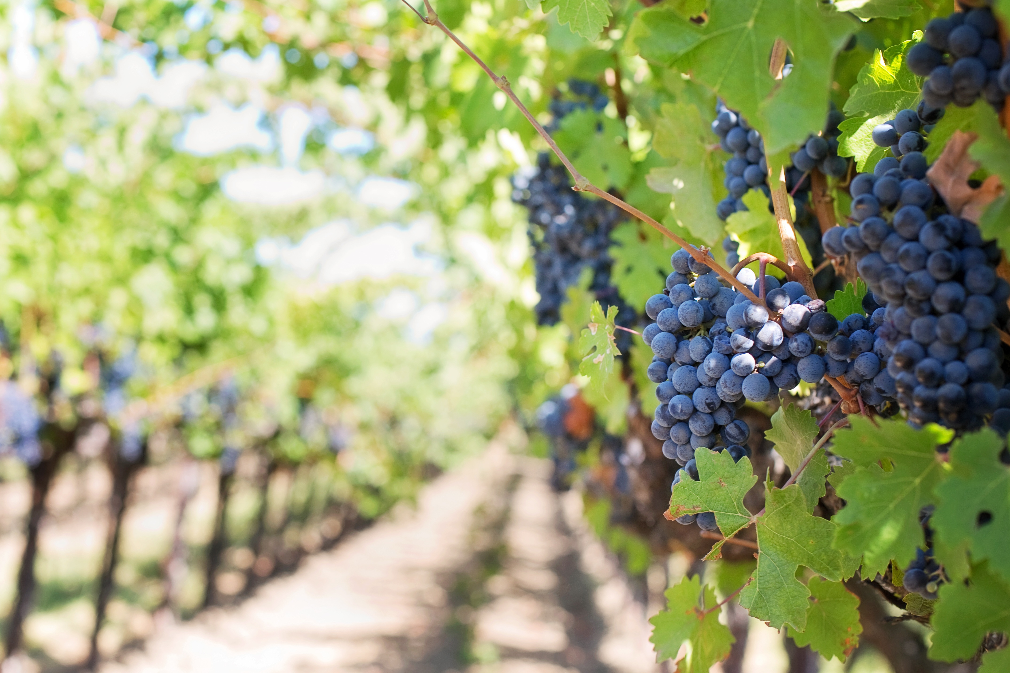 Biostimulant agricultural products