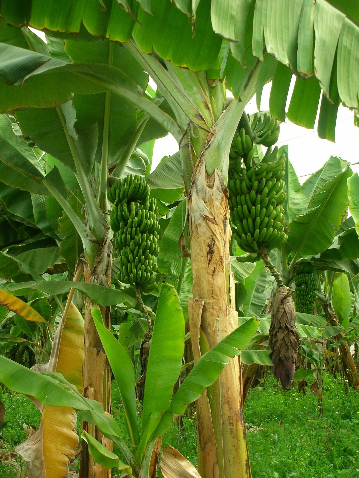 Amino acid agricultural products