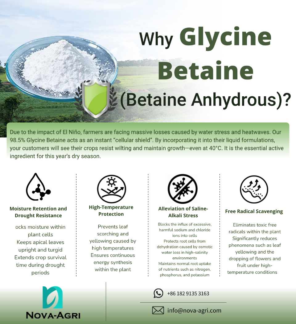 High purity Glycine Betaine 98% powder plant biostimulant for drought and heat stress management supplied by direct manufacturer